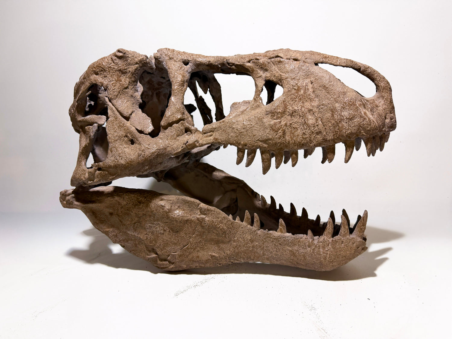 Fossilized dinosaur skull on a white background